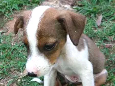 Cachorro ra a SRD idade 2 a 6 meses nome varios