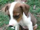 Cachorro raça SRD idade 2 a 6 meses nome varios