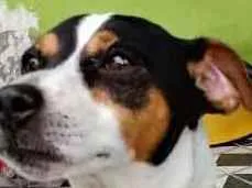Cachorro raça Fox Paulistinha idade 5 anos nome Bolt