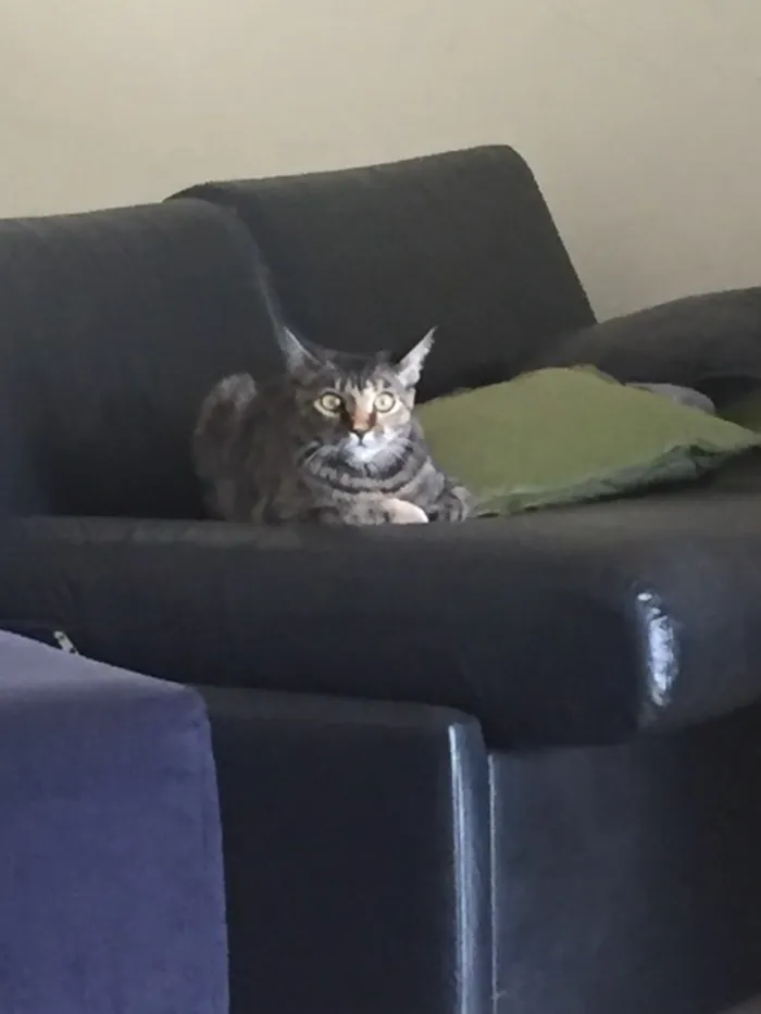 Gato ra a SRD idade 7 a 11 meses nome Havena