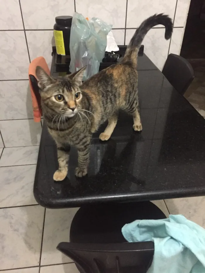 Gato ra a SRD idade 7 a 11 meses nome Havena