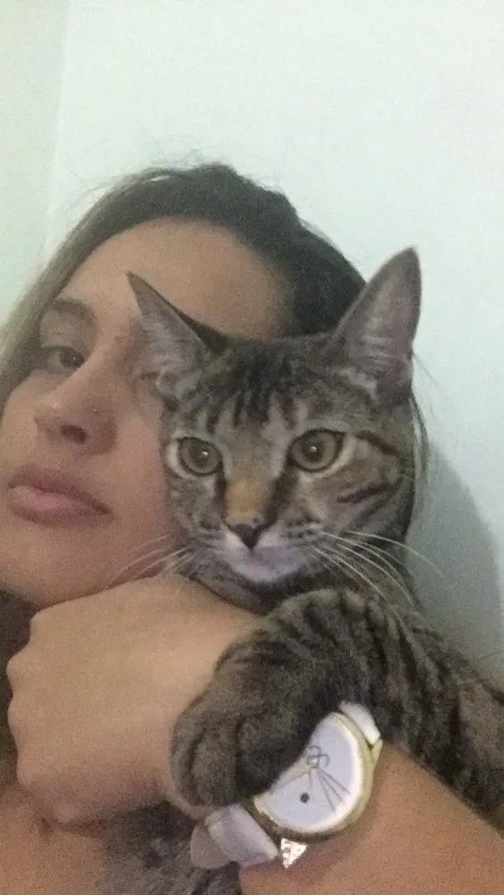 Gato ra a SRD idade 7 a 11 meses nome Havena