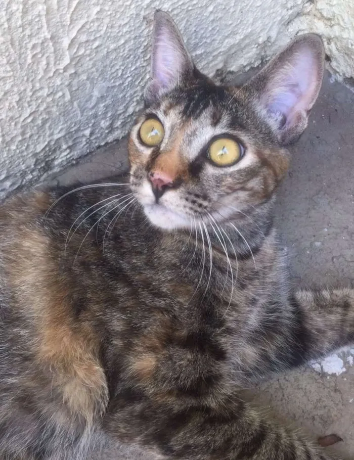 Gato ra a SRD idade 7 a 11 meses nome Havena