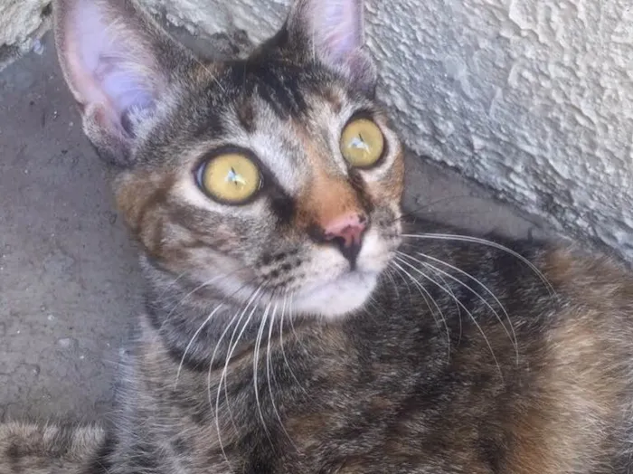 Gato ra a SRD idade 7 a 11 meses nome Havena