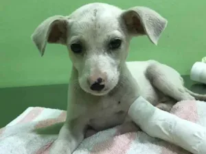 Cachorro raça Vira Lata idade 2 a 6 meses nome Ainda não tem nome