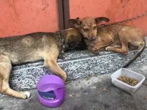 Cachorro raça Vira-lata idade 2 a 6 meses nome Gaia_Belinha