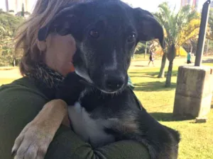 Cachorro raça SRD  idade 7 a 11 meses nome EROS