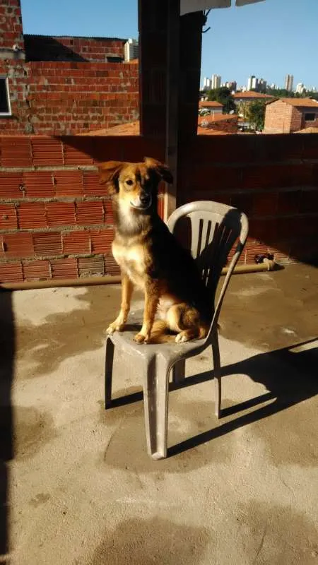 Cachorro ra a SRD idade 1 ano nome Rafa