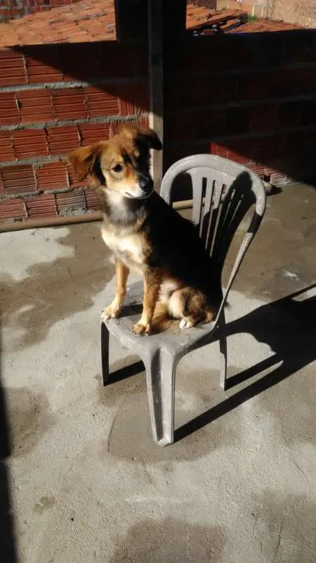 Cachorro ra a SRD idade 1 ano nome Rafa