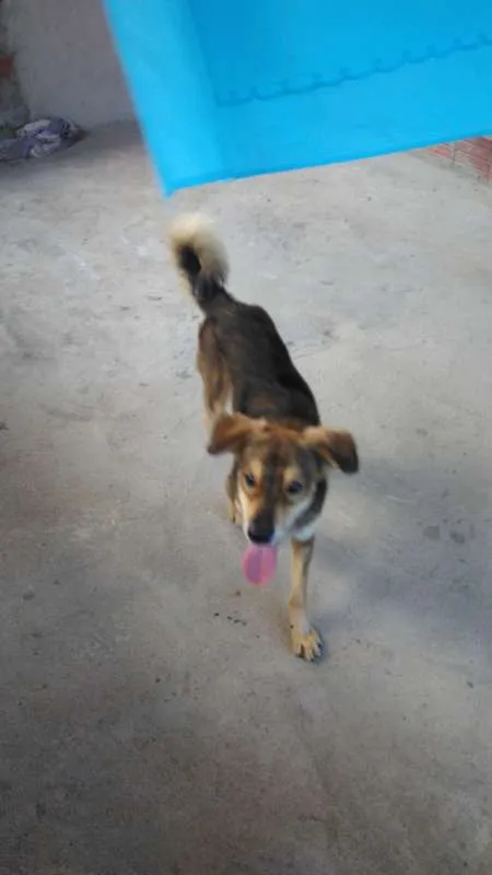 Cachorro ra a SRD idade 1 ano nome Rafa