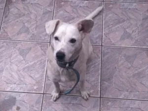 Cachorro raça SRD idade 6 ou mais anos nome Snow