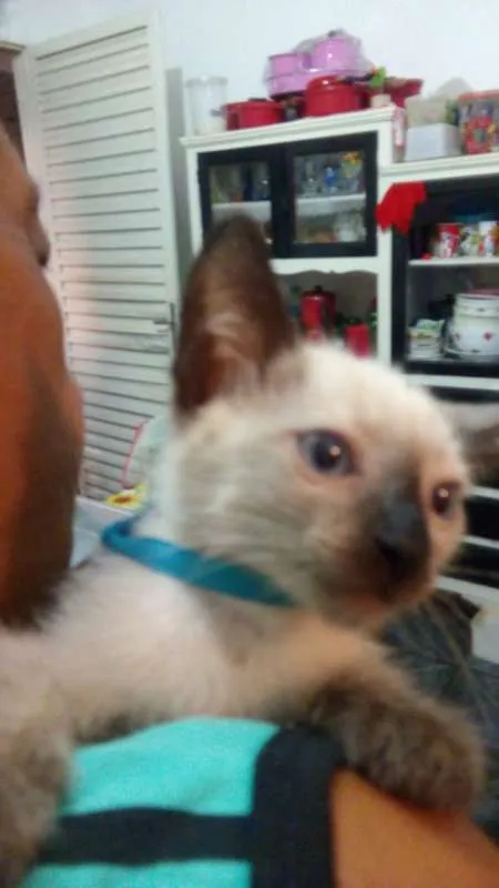 Gato ra a Siamês idade 2 a 6 meses nome Pablo