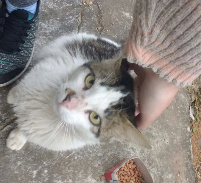 Gato ra a Não sei idade 1 ano nome Carinhoso