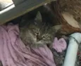 Gata