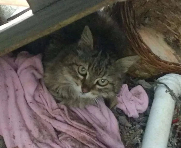 Gato ra a Não sei idade 7 a 11 meses nome Gata
