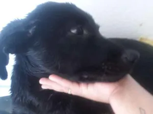 Cachorro raça Labrador idade 2 a 6 meses nome Bug