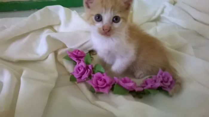 Gato ra a vira lada idade 2 a 6 meses nome sem nome