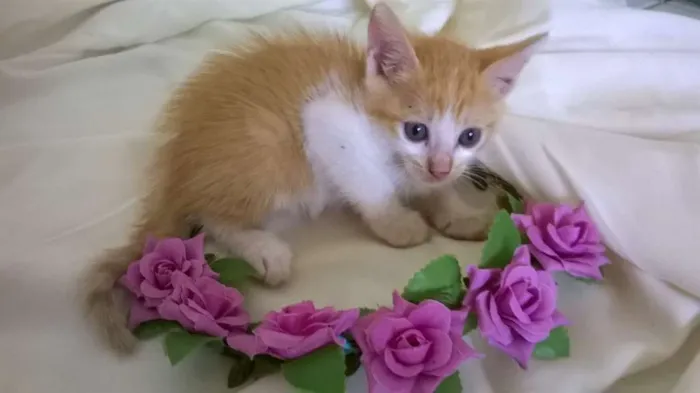 Gato ra a vira lada idade 2 a 6 meses nome sem nome