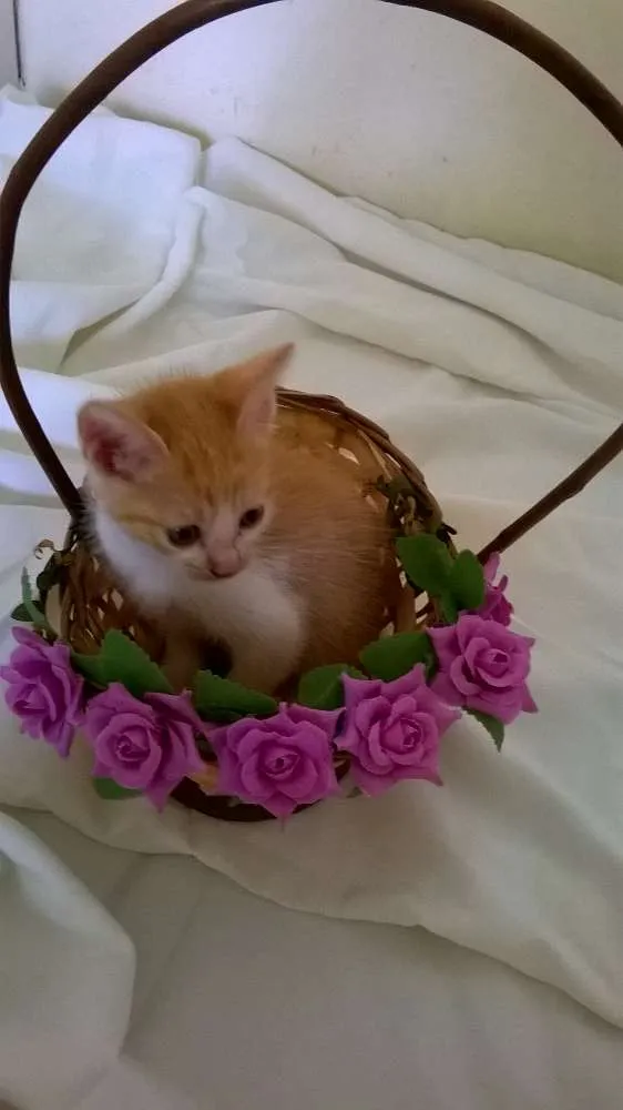 Gato ra a vira lada idade 2 a 6 meses nome sem nome