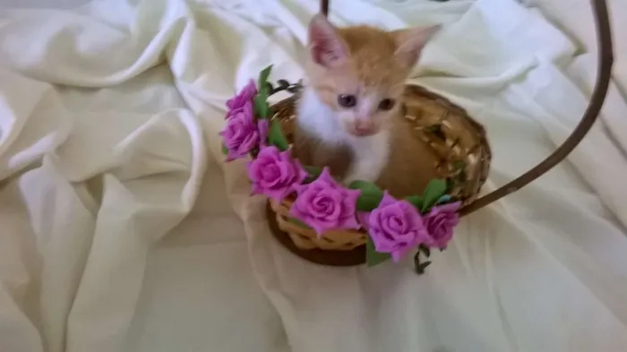 Gato ra a vira lada idade 2 a 6 meses nome sem nome