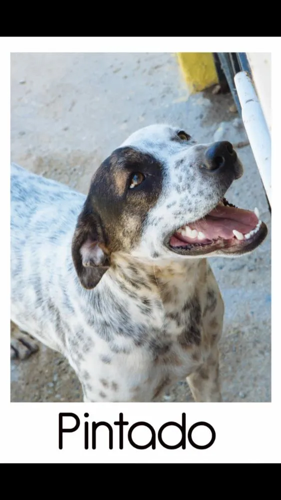 Cachorro raça indefinida idade 1 ano nome Pintado