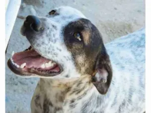 Cachorro raça indefinida idade 1 ano nome Pintado