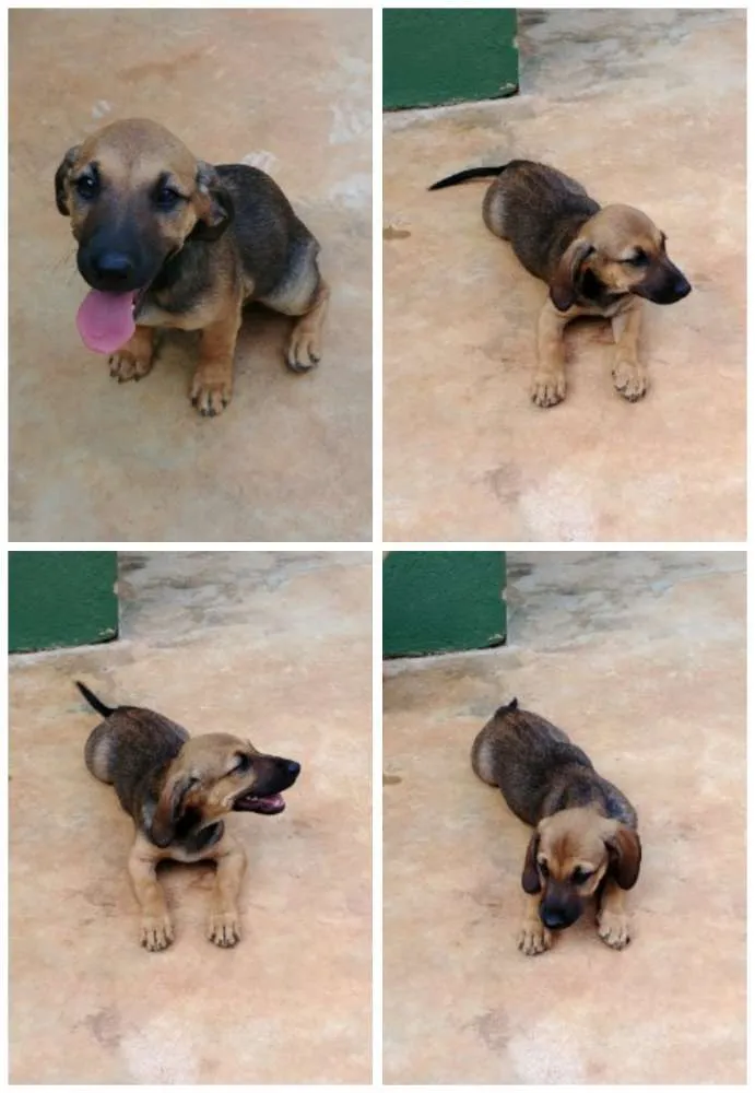 Cachorro ra a Sem raça idade 2 a 6 meses nome Jyn Erso (Star Wars)