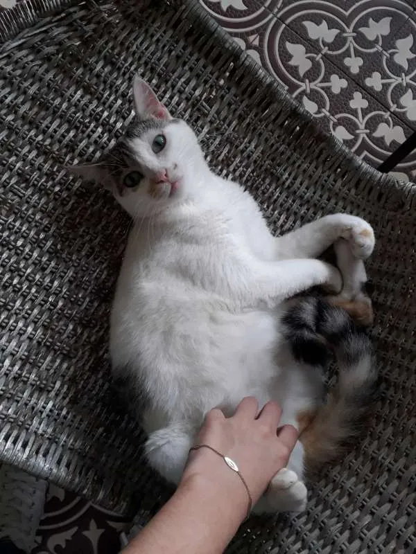 Gato ra a SRD idade 1 ano nome SALEN (CASTRADA)