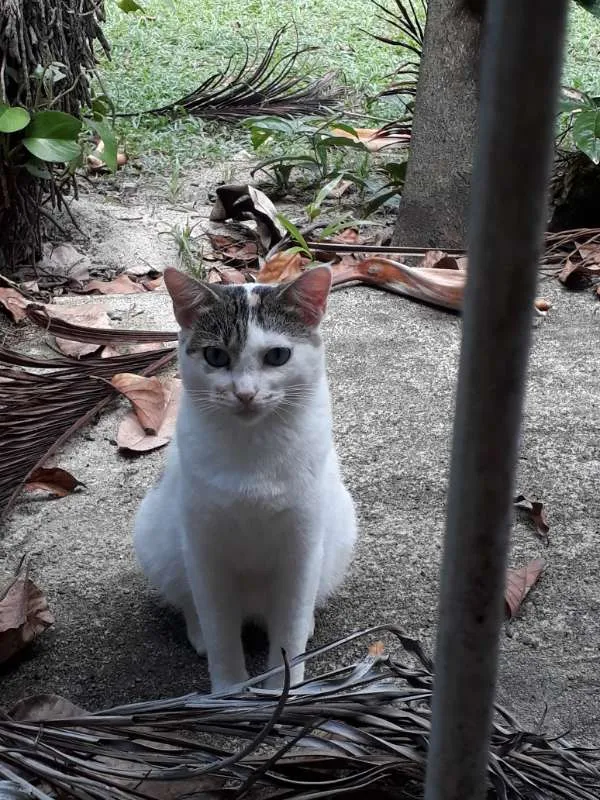 Gato ra a SRD idade 1 ano nome SALEN (CASTRADA)