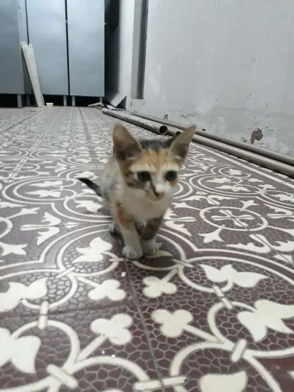 Gato ra a srd idade 2 a 6 meses nome sem nome 