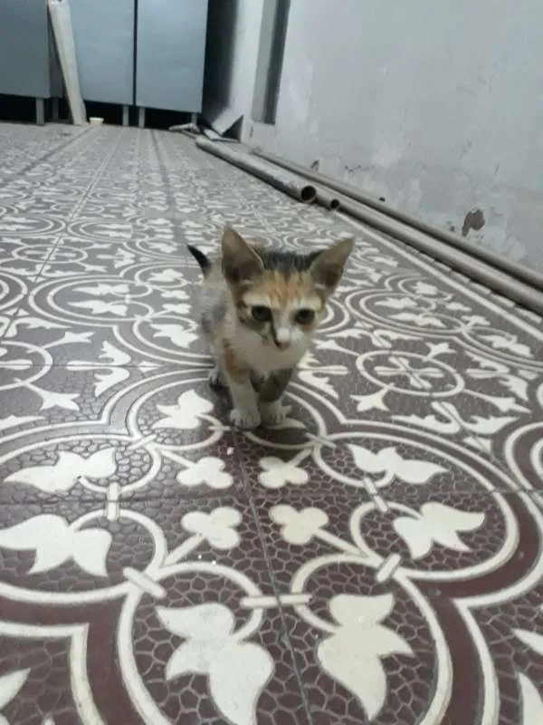 Gato ra a srd idade 2 a 6 meses nome sem nome 