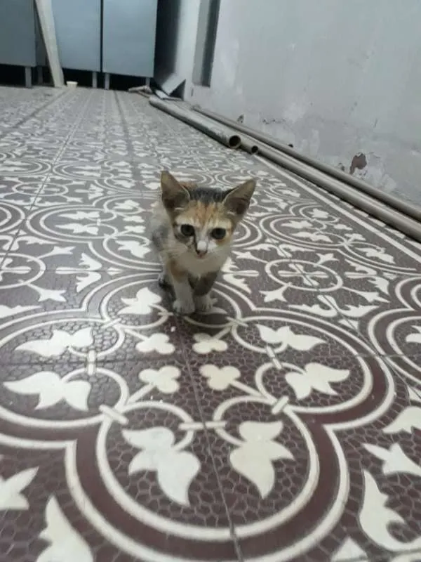 Gato ra a srd idade 2 a 6 meses nome sem nome 