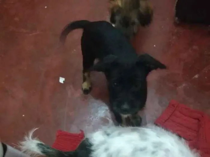 Cachorro ra a Indefinido idade 2 a 6 meses nome Negão