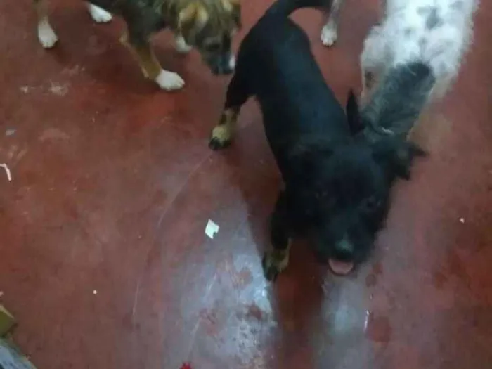 Cachorro ra a Indefinido idade 2 a 6 meses nome Negão