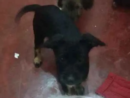 Cachorro ra a Indefinido idade 2 a 6 meses nome Negão