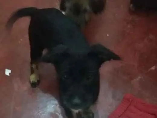 Cachorro ra a Indefinido idade 2 a 6 meses nome Negão