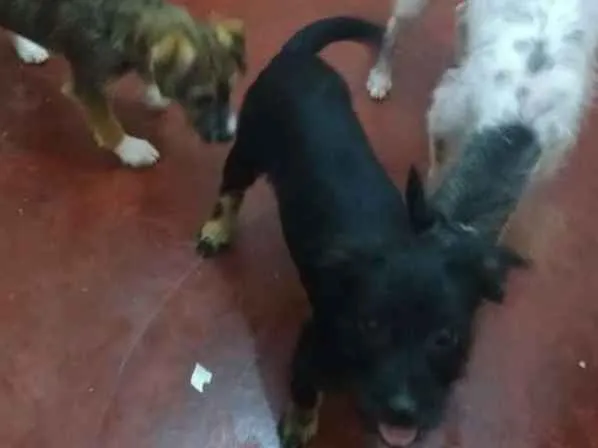 Cachorro ra a Indefinido idade 2 a 6 meses nome Negão