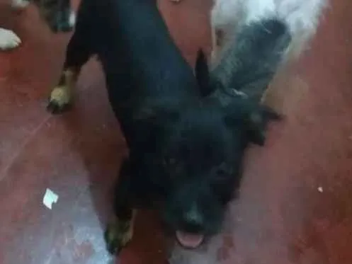 Cachorro ra a Indefinido idade 2 a 6 meses nome Negão