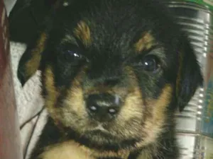 Cachorro raça  idade Abaixo de 2 meses nome Katie