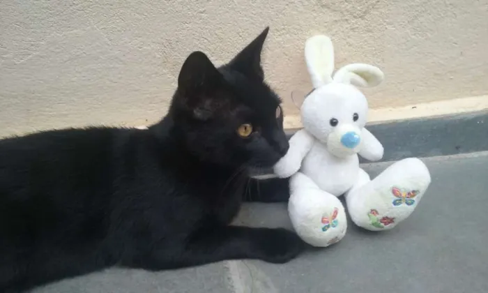Gato ra a SRD idade 7 a 11 meses nome Baguera