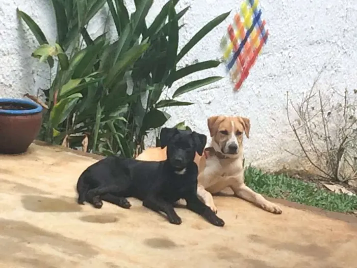 Cachorro ra a Labrador  idade 2 a 6 meses nome Theo e Cacau