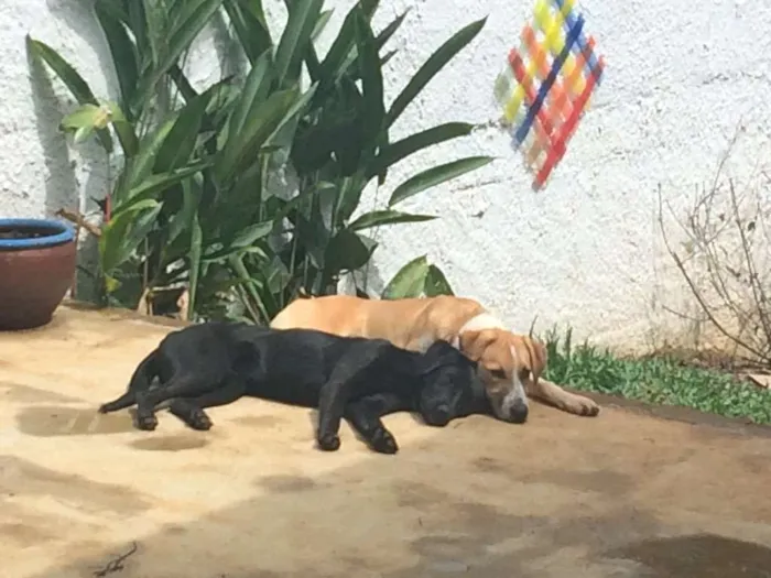 Cachorro ra a Labrador  idade 2 a 6 meses nome Theo e Cacau