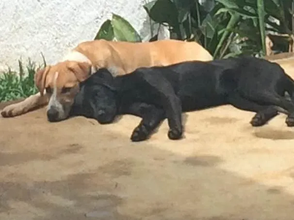 Cachorro ra a Labrador  idade 2 a 6 meses nome Theo e Cacau