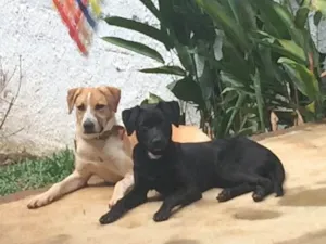 Cachorro raça Labrador  idade 2 a 6 meses nome Theo e Cacau