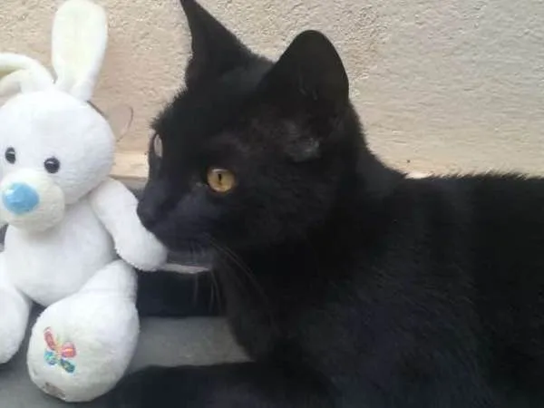 Gato ra a SRD idade 7 a 11 meses nome Baguera
