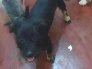 Cachorro raça Indefinido idade 2 a 6 meses nome Negão