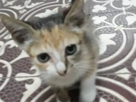 Gato ra a srd idade 2 a 6 meses nome sem nome 