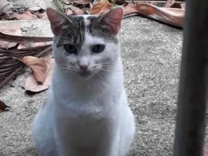 Gato raça SRD idade 1 ano nome SALEN (CASTRADA)