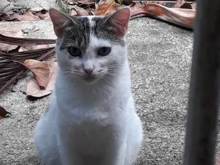 Gato ra a SRD idade 1 ano nome SALEN (CASTRADA)