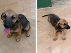 Cachorro raça Sem raça idade 2 a 6 meses nome Jyn Erso (Star Wars)